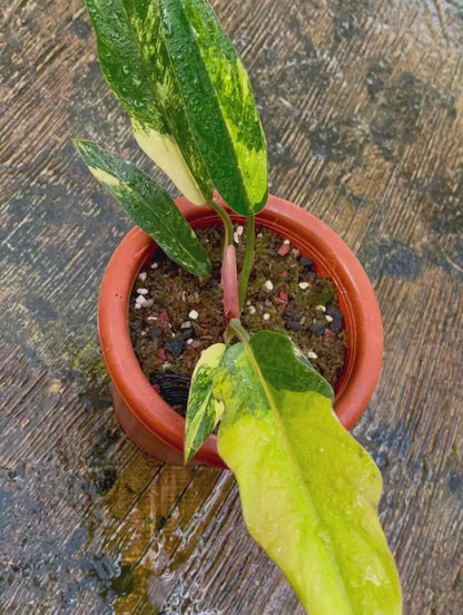 Philodendron Caramel Marble Variegata