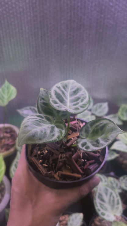 Anthurium Dorayaki Silver