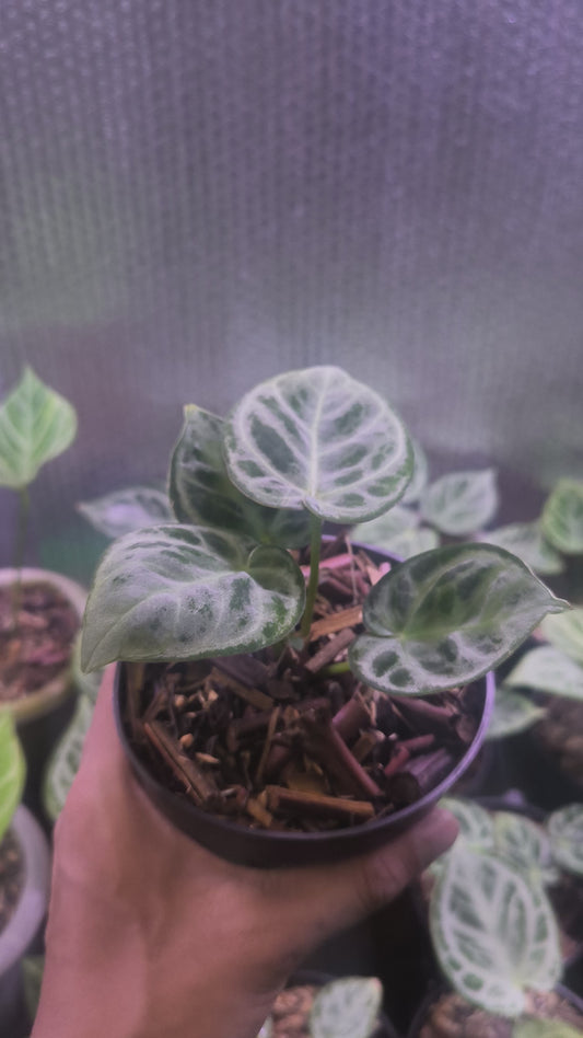 Anthurium Dorayaki Silver