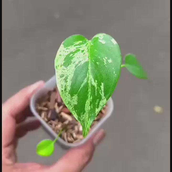 Buy Monstera Aurea Variegata – Variegated Houseplant – AroidHouse