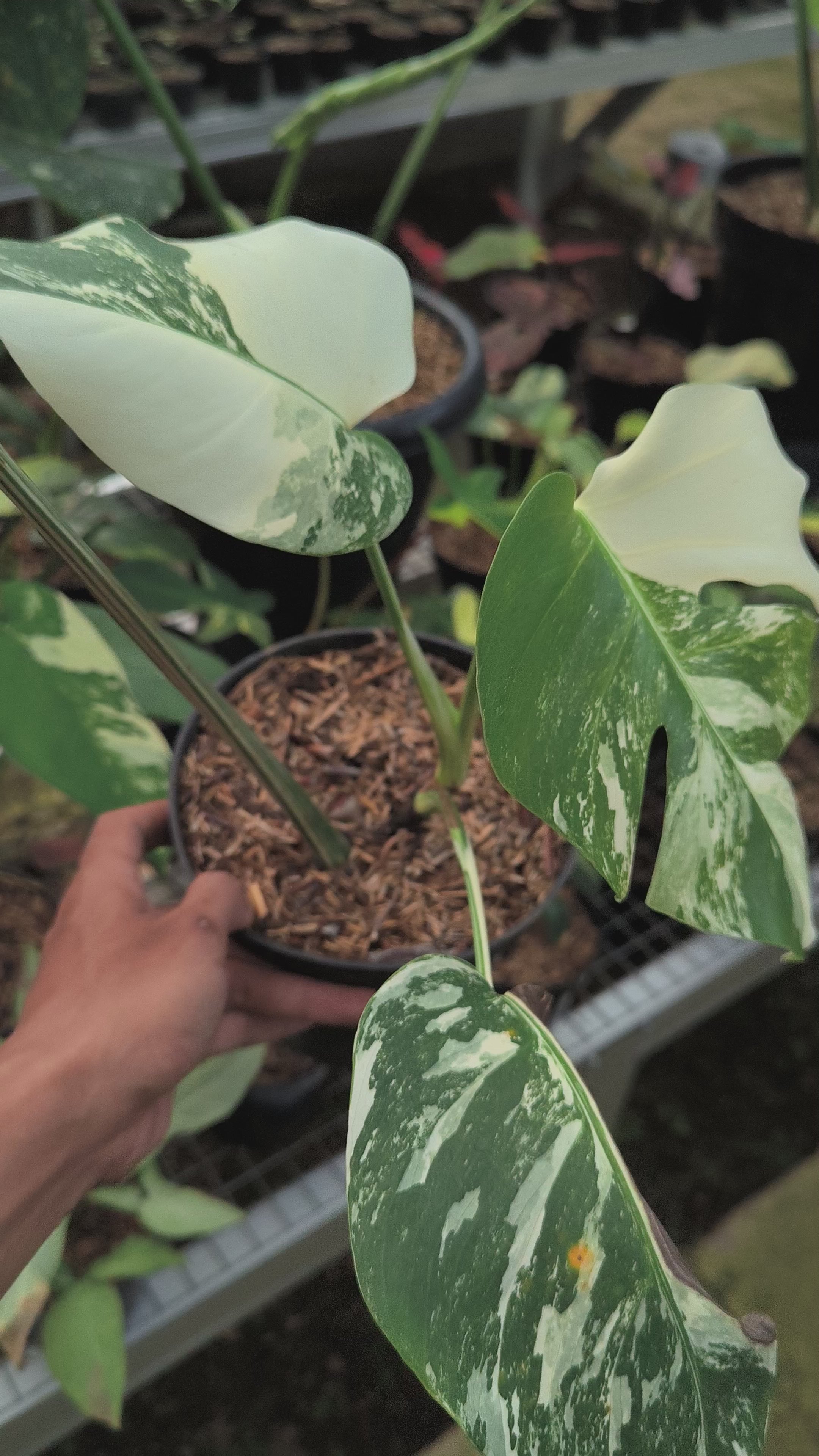 philodendron bipinnatifidum kaufen Thaumatophyllum bipinnatifidum 'Hope Selloum' main image 0