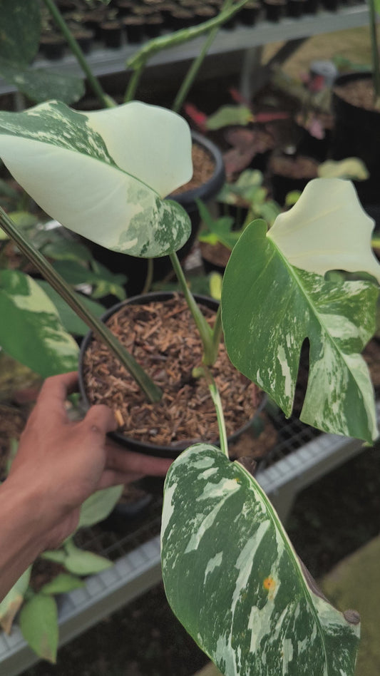 Monstera Deliciosa Albo Variegata
