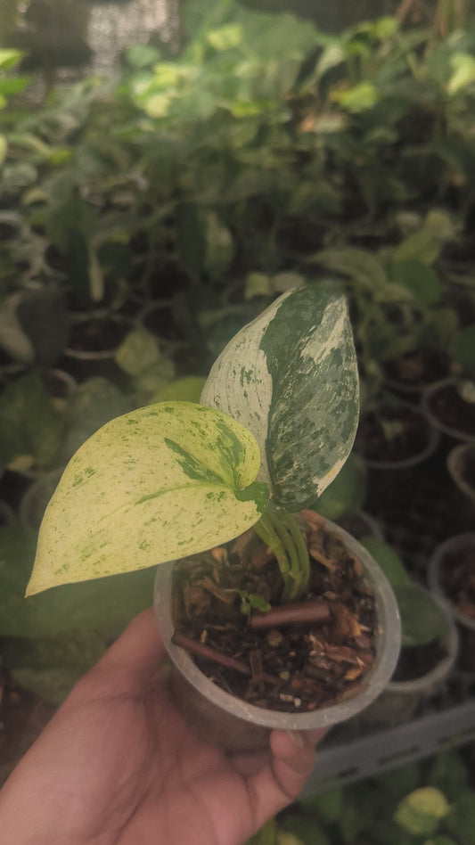 Scindapsus Pictus Variegata