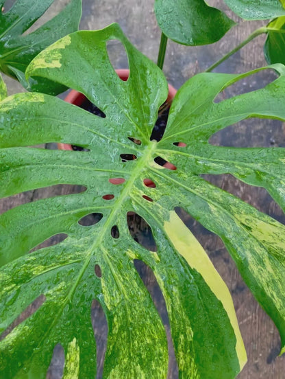 Monstera Deliciosa Yellow Marlyn Variegated