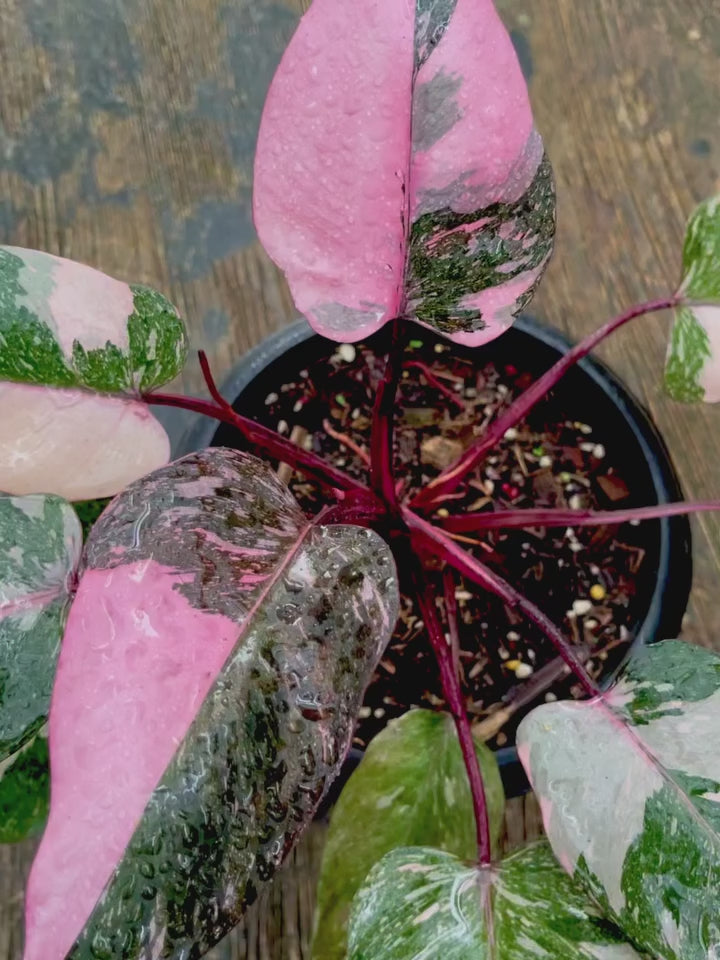Buy Philodendron Pink Princess Galaxy ~ Rare Houseplant – AroidHouse