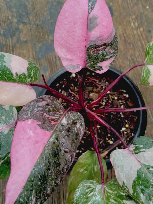 Philodendron Pink Princess Galaxy