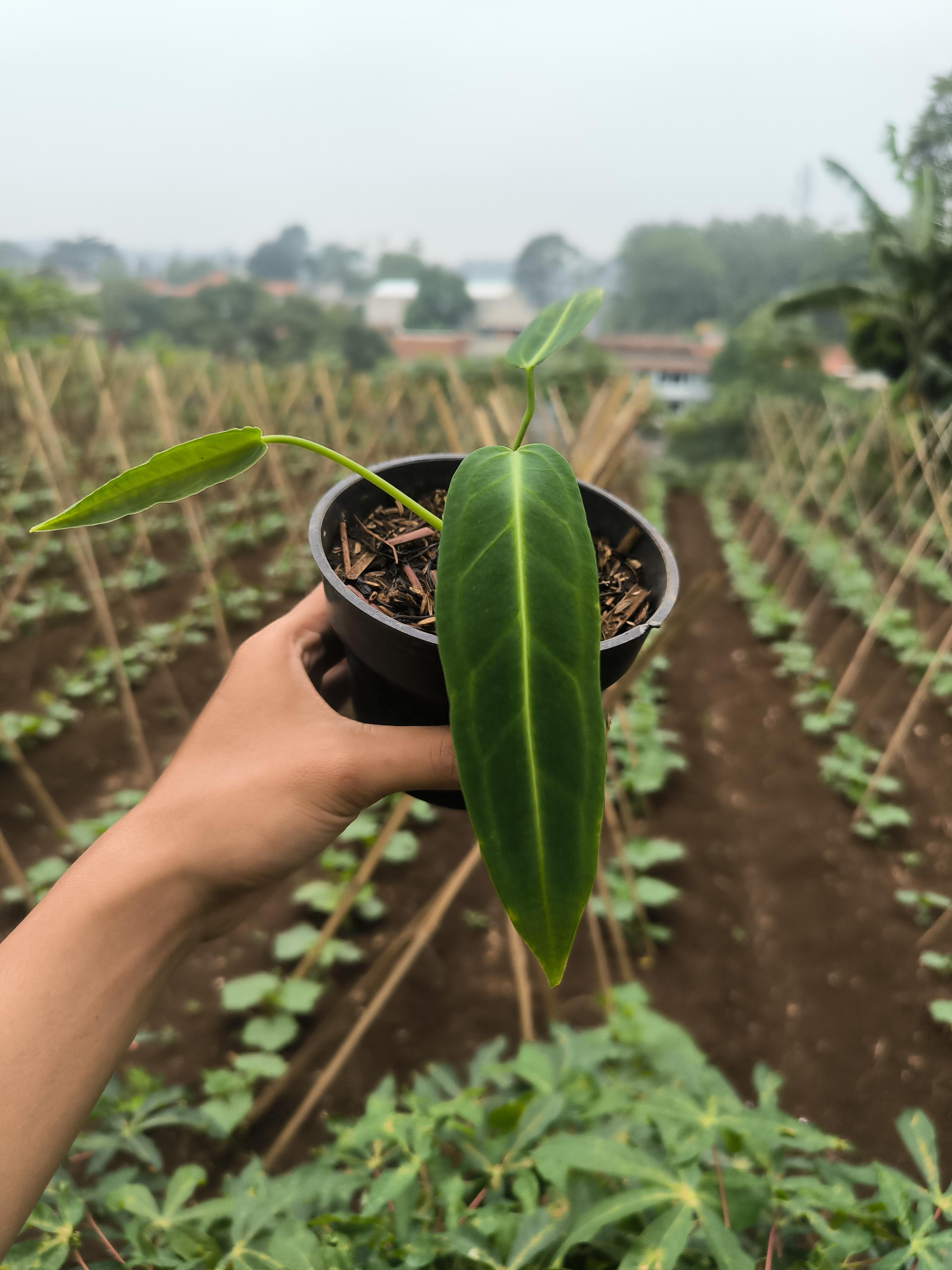 Buy Anthurium Warocqueanum Dark Form ~ Rare Houseplant – AroidHouse